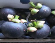 Mangosteen