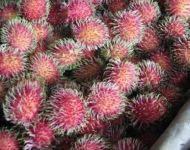 Rambutan